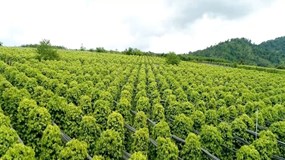 Giá tiêu hôm nay 3/12/2025: Chuỗi giảm kéo dài