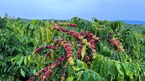 Giá cà phê hôm nay 4/12/2025: Sụt giảm bởi kỳ vọng nguồn cung tăng