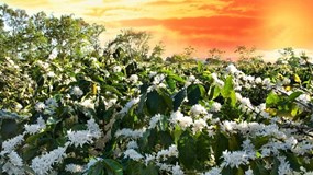 Giá cà phê hôm nay 5/12/2025: Đà giảm tiếp tục sụt sâu