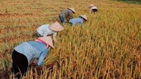 Giá gạo Việt lập đỉnh mới, đạt 663 USD/tấn