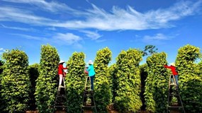 Giá tiêu hôm nay 9/12/2025: Tiếp tục lấy lại đà phục hồi nhẹ