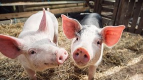 Giá heo hơi hôm nay 10/12: Miền Bắc quay đầu giảm, miền Nam tăng nhẹ