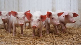 Giá heo hơi hôm nay 15/12/2025: Ba miền giữ vững đỉnh 62.000 đồng/kg đầu tuần