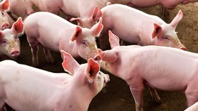 Giá heo hơi hôm nay 16/12: 3 miền tăng mạnh, miền Bắc nâng lên đỉnh 65.000 đồng/kg