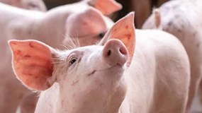 Giá heo hơi hôm nay 17/12: 3 miền tăng nhẹ, miền Bắc tăng lên 66.000 đồng/kg