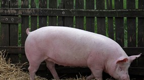 Giá heo hơi hôm nay 18/12: Miền Bắc kéo giá lên 67.000 đồng/kg, 2 miền Trung và Nam tăng nhẹ