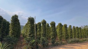 Giá tiêu hôm nay 18/12: Giá tiêu trong nước quay trở lại đà phục hồi