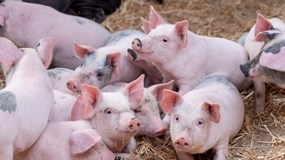 Giá heo hơi hôm nay 19/12: Miền Bắc tăng mạnh lên đỉnh 68.000 đồng/kg, miền Trung nhích nhẹ