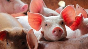 Giá heo hơi hôm nay 22/12: Mở đầu tuần ở ngưỡng 60.000 đến 69.000 đồng/kg