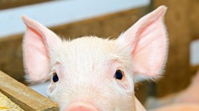 Giá heo hơi hôm nay 24/12: Cả nước tăng mạnh, miền Bắc nâng lên đỉnh 71.000 đồng/kg