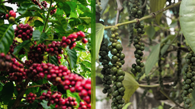 Ngày 24/12: Giá cà phê tăng nhẹ, giá tiêu giữ giá