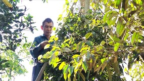 Ngày 25/12: Giá cà phê và hồ tiêu cùng tăng mạnh, nông dân không muốn bán cà phê