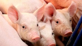 Giá heo hơi hôm nay 26/12: Miền Bắc và miền Trung quay đầu hạ nhiệt