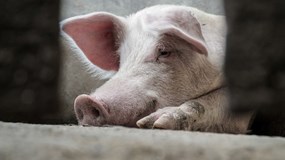 Giá heo hơi hôm nay 27/12: 3 miền quay đầu giảm nhẹ, miền Bắc giữ vững đỉnh 70.000 đồng/kg