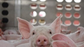 Giá heo hơi hôm nay 29/12/2025: 3 miền điều chỉnh trong ngưỡng 62.000-70.000 đồng/kg