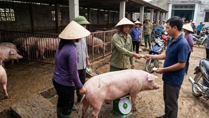 Giá heo hơi hôm nay 23/2: Thị trường sau Tết ổn định bất ngờ