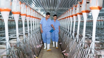 BAF Việt Nam (BAF) dòng tiền kinh doanh quý I âm hơn 300 tỷ đồng, bỏ 810 tỷ để lập 4 công ty con tại Hà Nội
