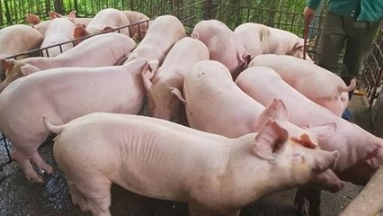 Giá heo hơi hôm nay 10/11: Thị trường ổn định ở mức cao, miền Bắc và miền Nam giữ vững đỉnh đầu tuần