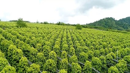 Giá tiêu hôm nay 22/12: Thiết lập mặt bằng mới đầu tuần