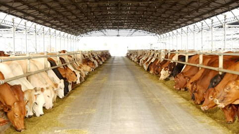 Nông nghiệp Hòa Phát chính thức nộp hồ sơ IPO