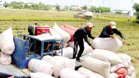 Việt Nam vững ngôi đầu thế giới về xuất khẩu gạo