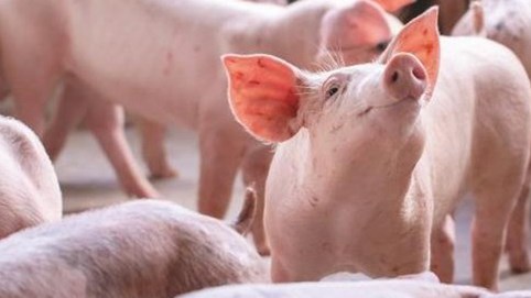 Khó khăn bủa vây ngành chăn nuôi lợn toàn cầu
