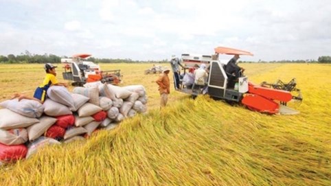 Phó thống đốc: Sẽ cho vay không có tài sản bảo đảm đối với ngành lúa gạo