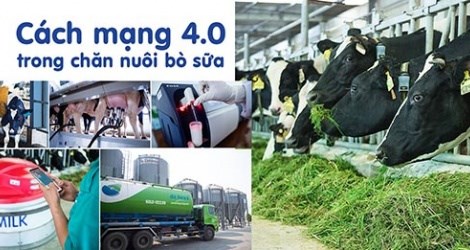 Hệ thống trang trại bò sữa Vinamilk đạt mức tăng trưởng ấn tượng