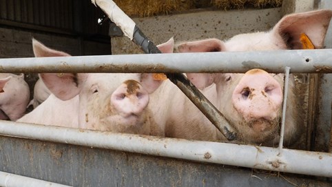 Giá heo hơi hôm nay 13/1/2026: 3 miền tăng mạnh, miền Bắc nâng giá lên đỉnh 75.000 đồng/kg