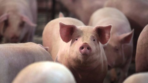 Giá heo hơi hôm nay 14/1/2026: 3 miền đồng loạt tăng mạnh, miền Bắc nâng tiếp lên đỉnh 76.000 đồng/kg
