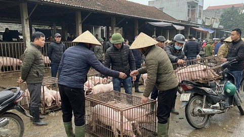 Giá heo hơi hôm nay 21/1: Miền Bắc chạm đỉnh 77.000 đồng/kg