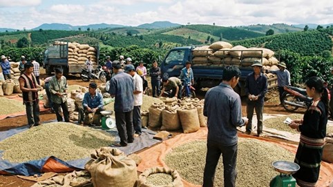 Giá cà phê hôm nay 27/1/2026: Có thể tăng nhẹ nhờ lực cầu mạnh