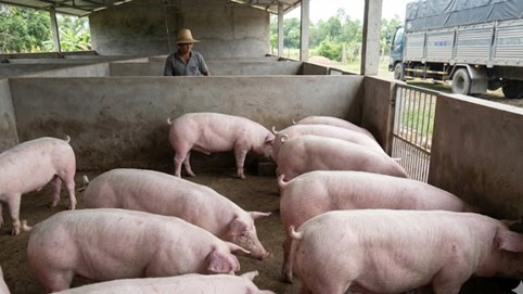 Giá heo hơi hôm nay 10/2/2026: Nguồn cung dồi dào, khó xảy ra biến động mạnh