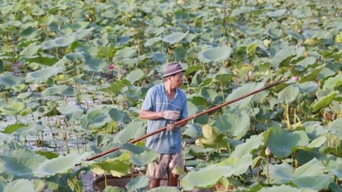 Hà Nội: Đấu giá cho thuê 35.000m2 đất tại Tây Hồ