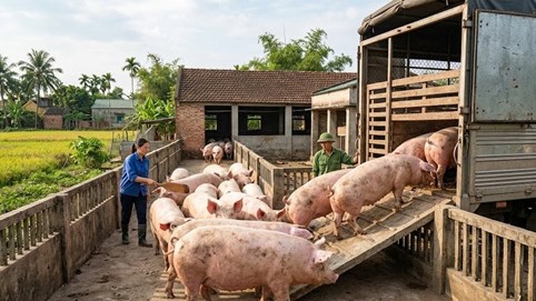 Giá heo hơi hôm nay 4/3: Chênh lệch 5.000 đồng/kg giữa các miền