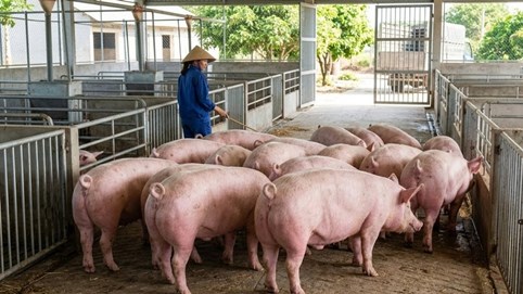 Giá heo hơi hôm nay 9/3: Thị trường ổn định, miền Nam tiếp tục dẫn đầu