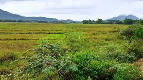 Nở rộ tình trạng cò chuyển đổi đất nông nghiệp sang đất ở, Đà Nẵng phát đi cảnh báo