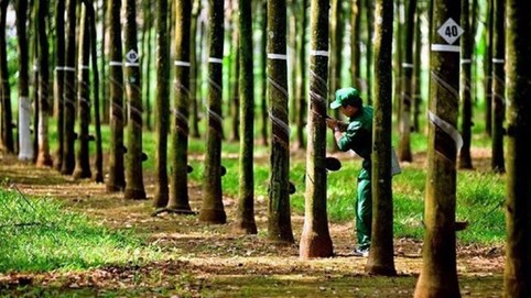 Cao su Hòa Bình giải trình việc cổ phiếu HRC tăng trần 5 phiên liên tiếp