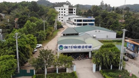 Dược liệu Việt Nam mất giá 64% từ đỉnh, lãnh đạo tranh thủ 'chốt lời' đúng lúc