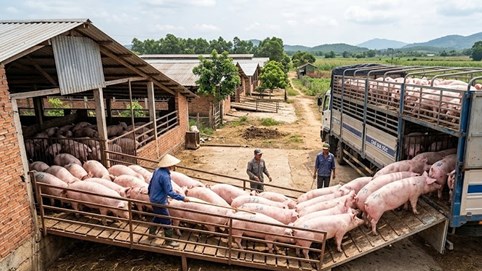 Giá heo hơi hôm nay 13/3: Miền Nam giảm nhẹ, thấp nhất 65,000 đồng/kg