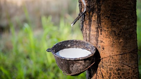 Cổ phiếu HRC tăng nóng, 14 phiên trần liên tiếp giữa vùng trống thông tin