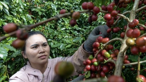 Giá cà phê trong nước có xu hướng giảm