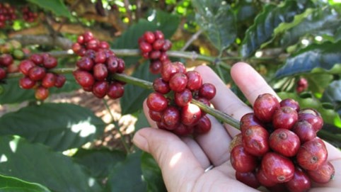 Giá cà phê tăng, hồ tiêu ổn định