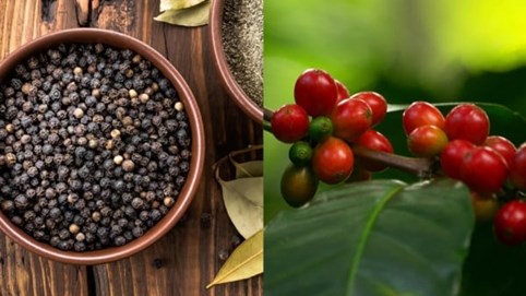 Giá cà phê đồng loạt tăng mạnh