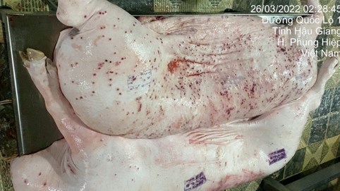 Công ty CP Việt Nam bị tố bán heo bệnh, gà bệnh