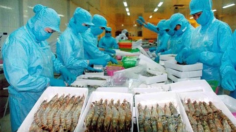 Tôm Việt sang Mỹ chịu thuế cao nhất 19 năm qua, lên tới hơn 35%