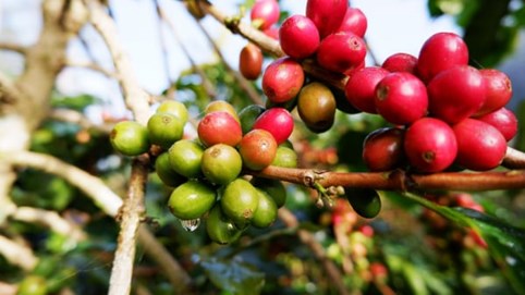 Giá tiêu tăng, cà phê giảm mạnh