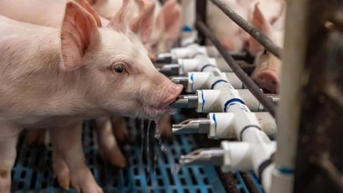So găng doanh nghiệp nội và ngoại trong ngành chăn nuôi