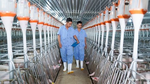 BAF Việt Nam (BAF) dòng tiền kinh doanh quý I âm hơn 300 tỷ đồng, bỏ 810 tỷ để lập 4 công ty con tại Hà Nội