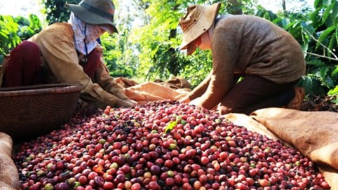 Giá cà phê giảm mạnh, hồ tiêu đi ngang